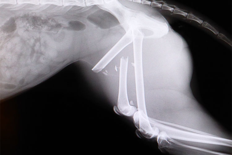 Tierarztpraxis Lange - Digitales Röntgen